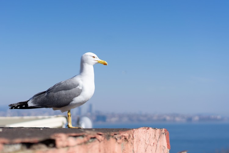 seagull-on-the-roof-of-the-building