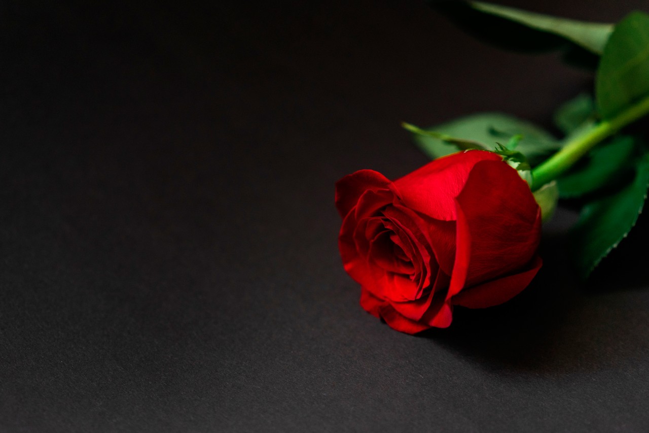 Beautiful red rose on the black background - Free Stock Photo Download -  1465