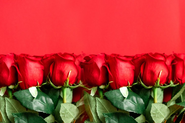 beautiful-roses-on-the-red-background