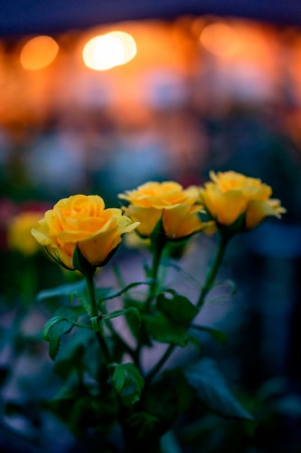 yellow-roses-on-the-blurred-background
