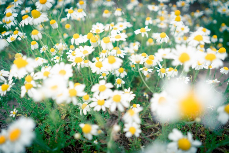 beautiful-chamomile-flowers-in-the-grass