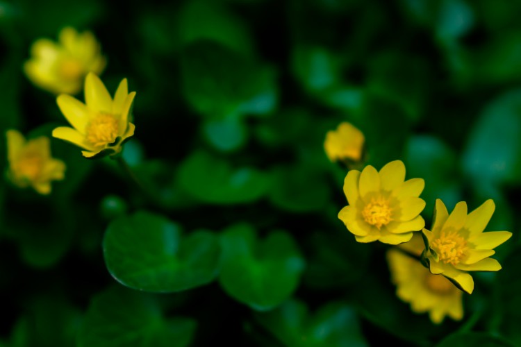 nature-wallpaper-with-yellow-flowers