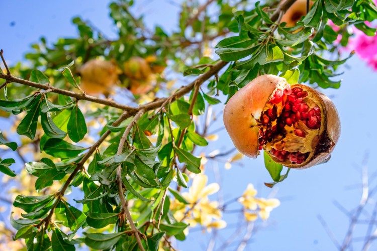 ripe-pomegranate-on-the-tree