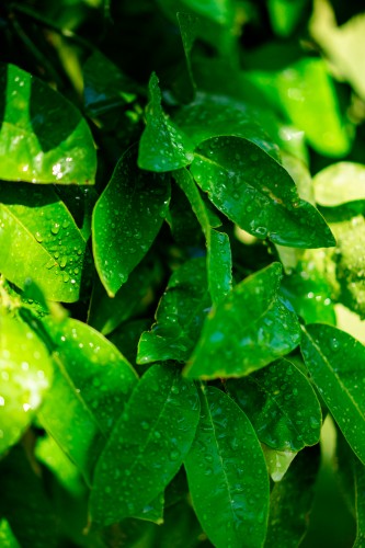green-leaves-with-water-drops