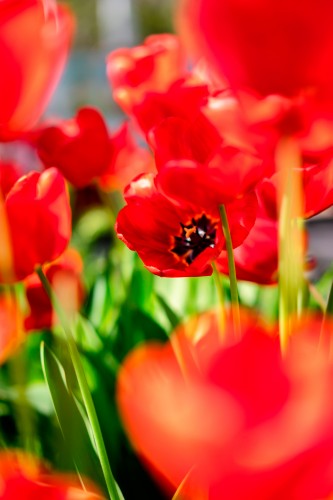 spring-wallpaper-with-red-poppies