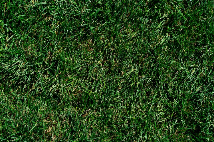 green-grass-background