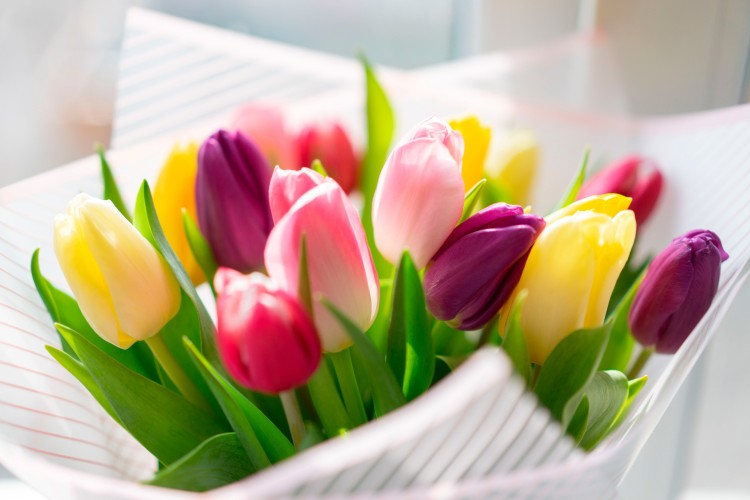 bouquet-of-spring-tulips-on-a-light-background