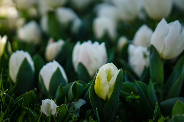 spring-white-tulips