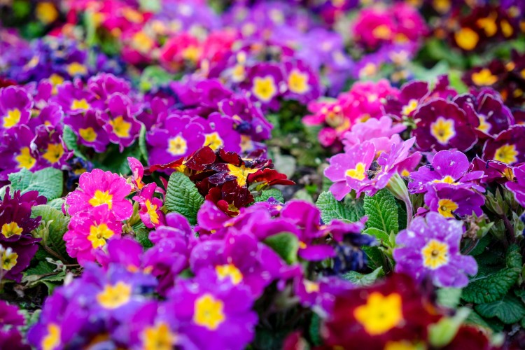 multi-colored-flowers-in-the-garden