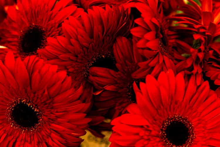 beautiful-red-flowers-texture