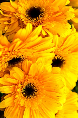 yellow-flowers-texture