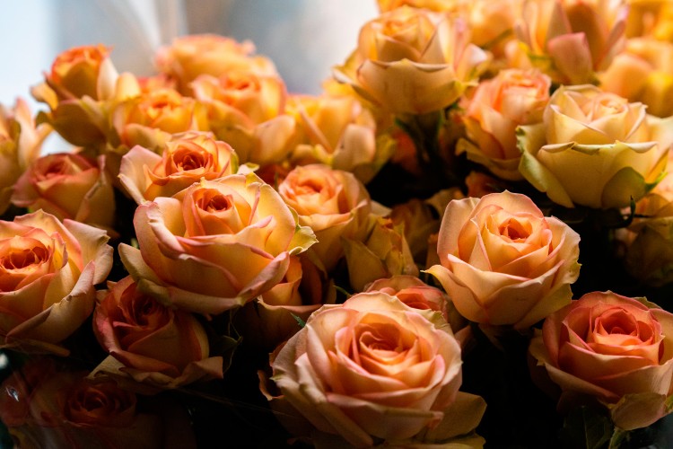 bouquet-of-yellow-roses