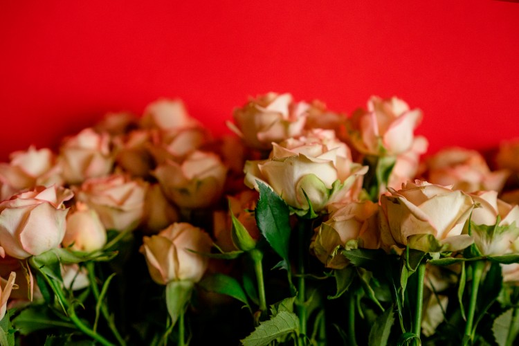 fresh-roses-on-the-red-background