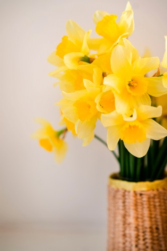 yellow-narcissuses-in-the-vase