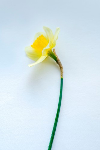 yellow-narcissus-on-the-light-background