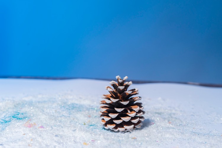 spruce-cone-on-the-snowy-surface