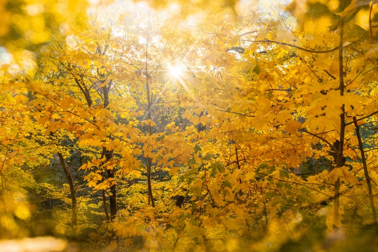 golden-autumn-in-the-park