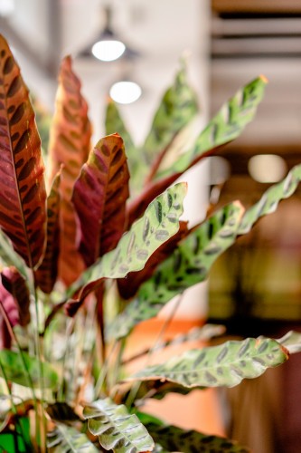 garden-croton-plant-of-blurred-background