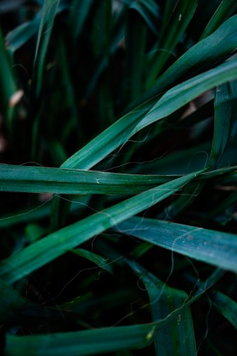 nature-texture-with-green-grass