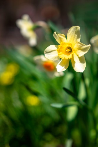 selective-focus-of-yellow-daffodils