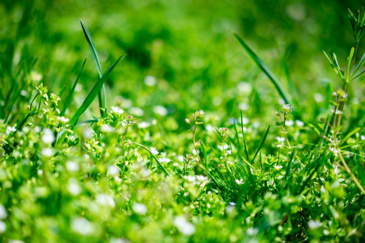 grass-with-the-field-flowers