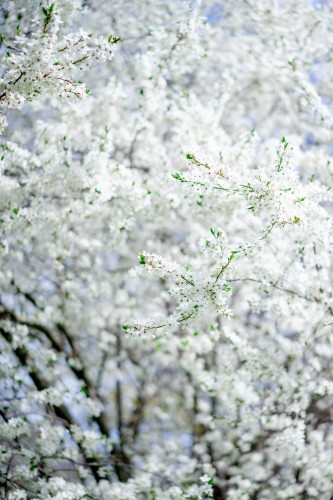 spring-wallpaper-with-blossom-cherry-tree