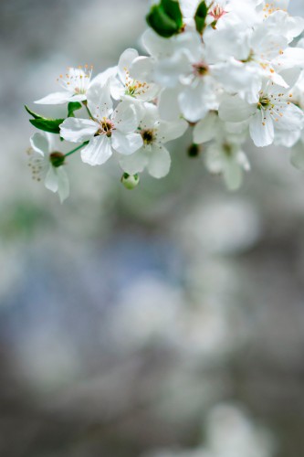 blossom-branch-of-the-cherry-tree