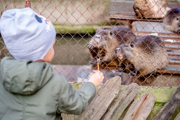 little-boy-feeding-capybaras-in-the-zoo