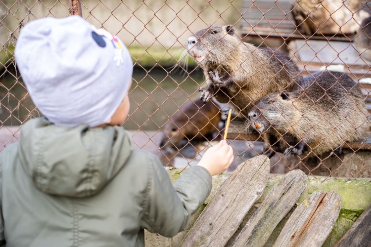 kid-feeding-animals-in-the-zoo