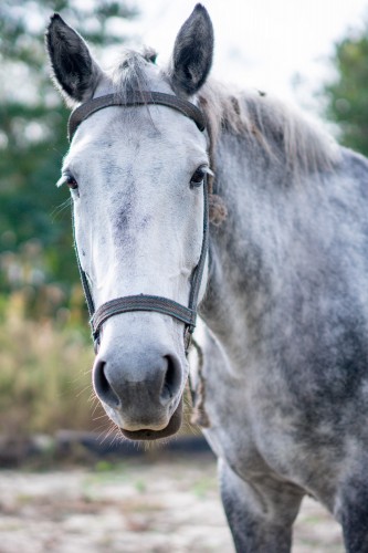 beautiful-gray-horse