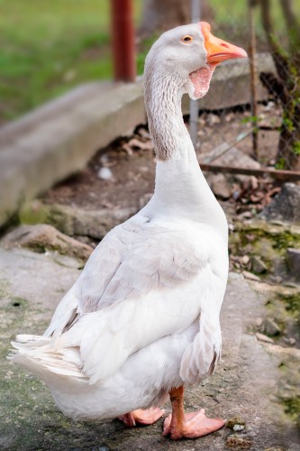 outdoor-photo-of-the-goose