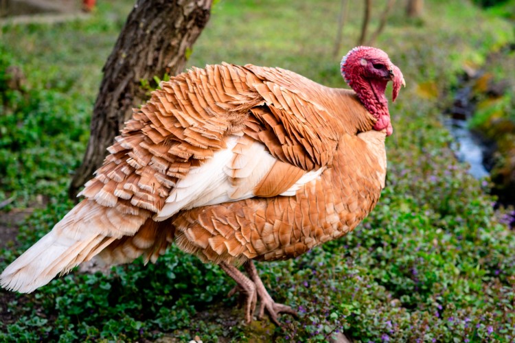 turkey-bird-on-the-green-grass