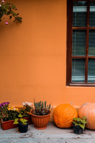composition-of-autumn-flowers-and-pumpkins