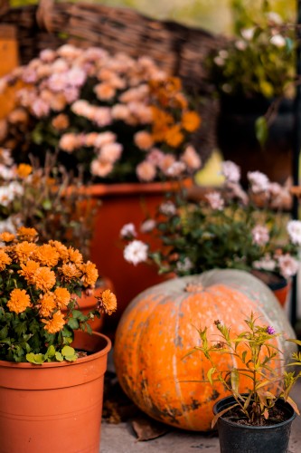autumn-flowers-and-pumpkin-on-an-orange-background