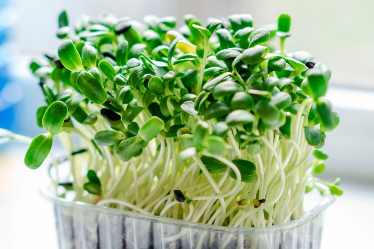 microgreens-in-the-plastic-container