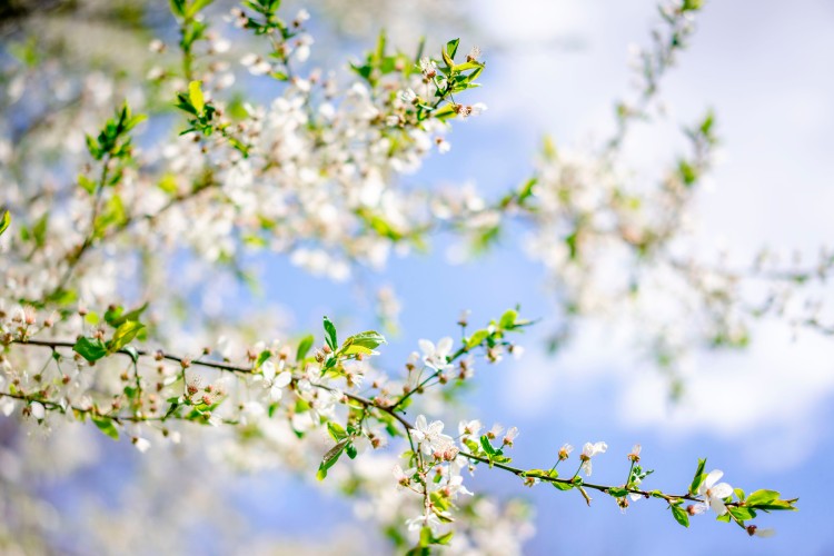 spring-wallpaper-with-blooming-tree