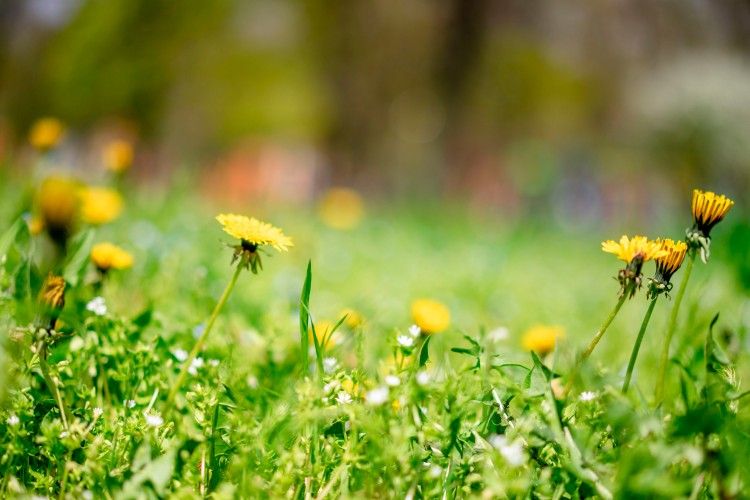 spring-wallpaper-with-yellow-dandelions