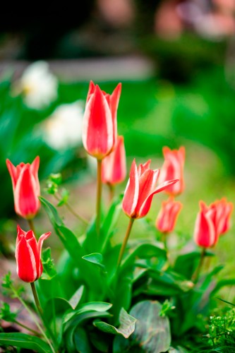 blurry-photo-of-the-red-tulips
