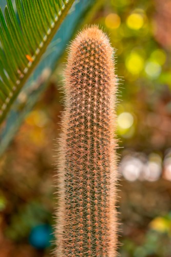 cactus-with-thorns-on-the-blurred-background