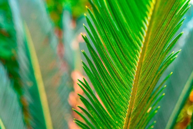 exotic-palm-tree-on-a-blurred-background