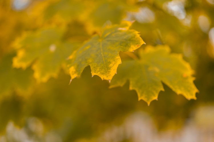 autumn-leaves