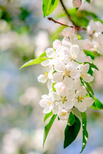 cherry-branch-with-blooming-flowers