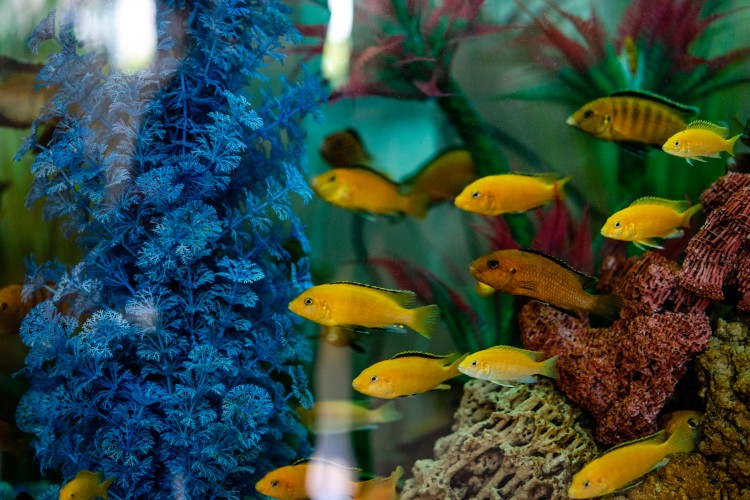 yellow-fishes-in-the-aquarium