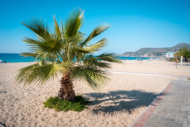 palm-tree-at-the-beautiful-sea-beach