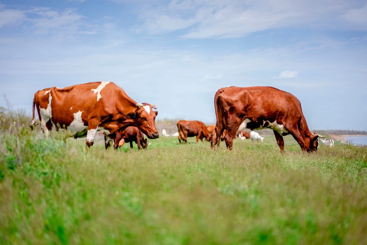 cows-eating-grass-under-blue-sky