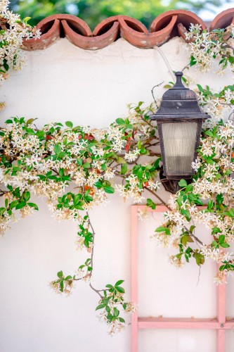 lantern-and-blooming-tree-on-the-wall