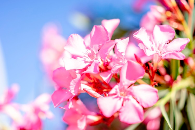 pink-oleander-flowers-under-the-blue-sky