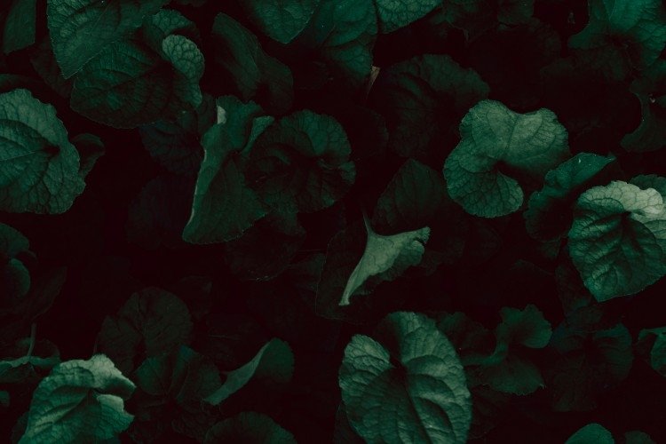 dark-wallpaper-with-green-leaves