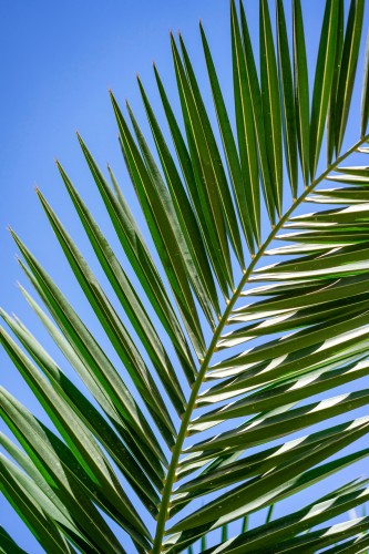 exotic-tree-against-the-blue-sky
