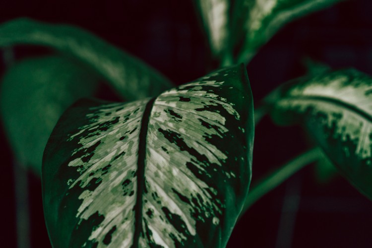 close-up-view-of-green-houseplant